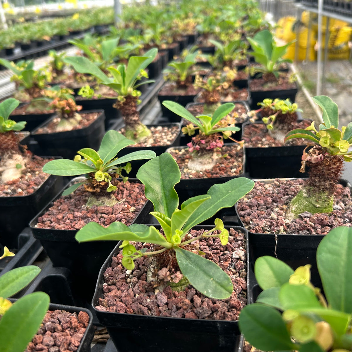 Euphorbia ramena-Euphorbia-W3cm&W5-6cm-image-6
