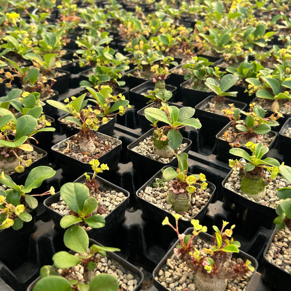 Euphorbia ramena Seeds — Euphorbia — 2026 seed listing — 1 Seed — image 2: plants growing together in a nursery reference photo