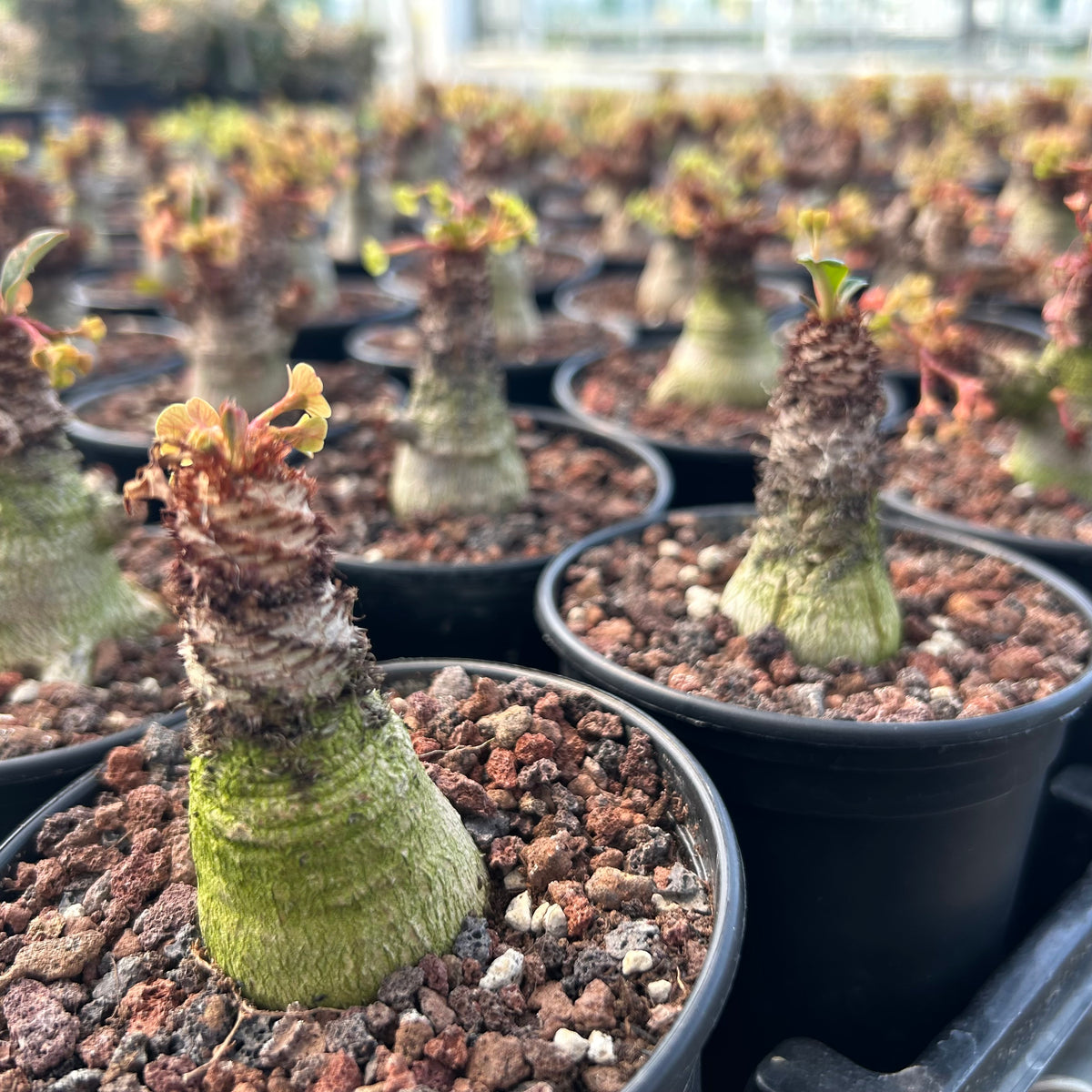 Euphorbia ramena-Euphorbia-W3cm&W5-6cm-image-13