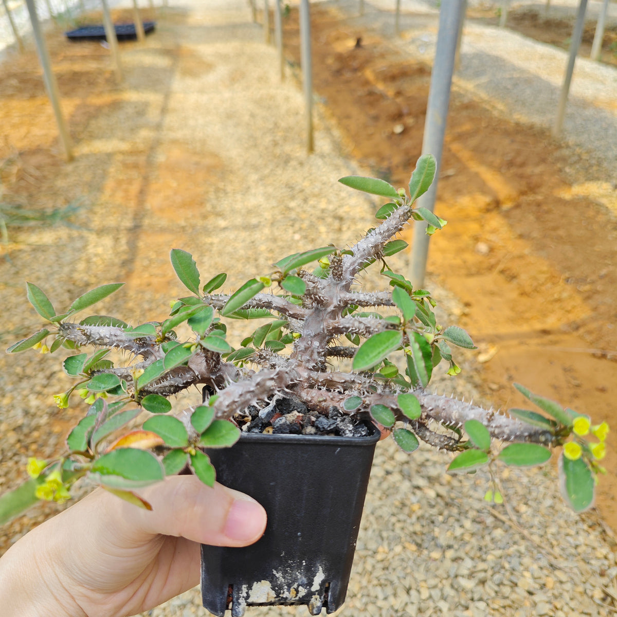 Euphorbia razafindratsirae-Euphorbia-H4-6cm-image-2