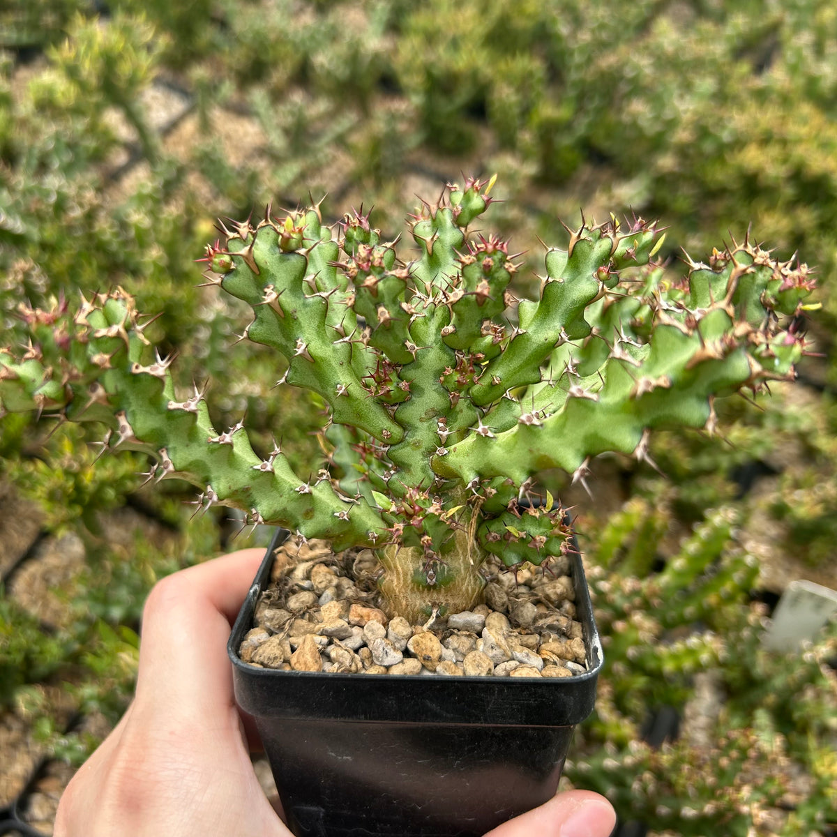 Euphorbia richardsiae-Euphorbia-H4-6cm-image-1