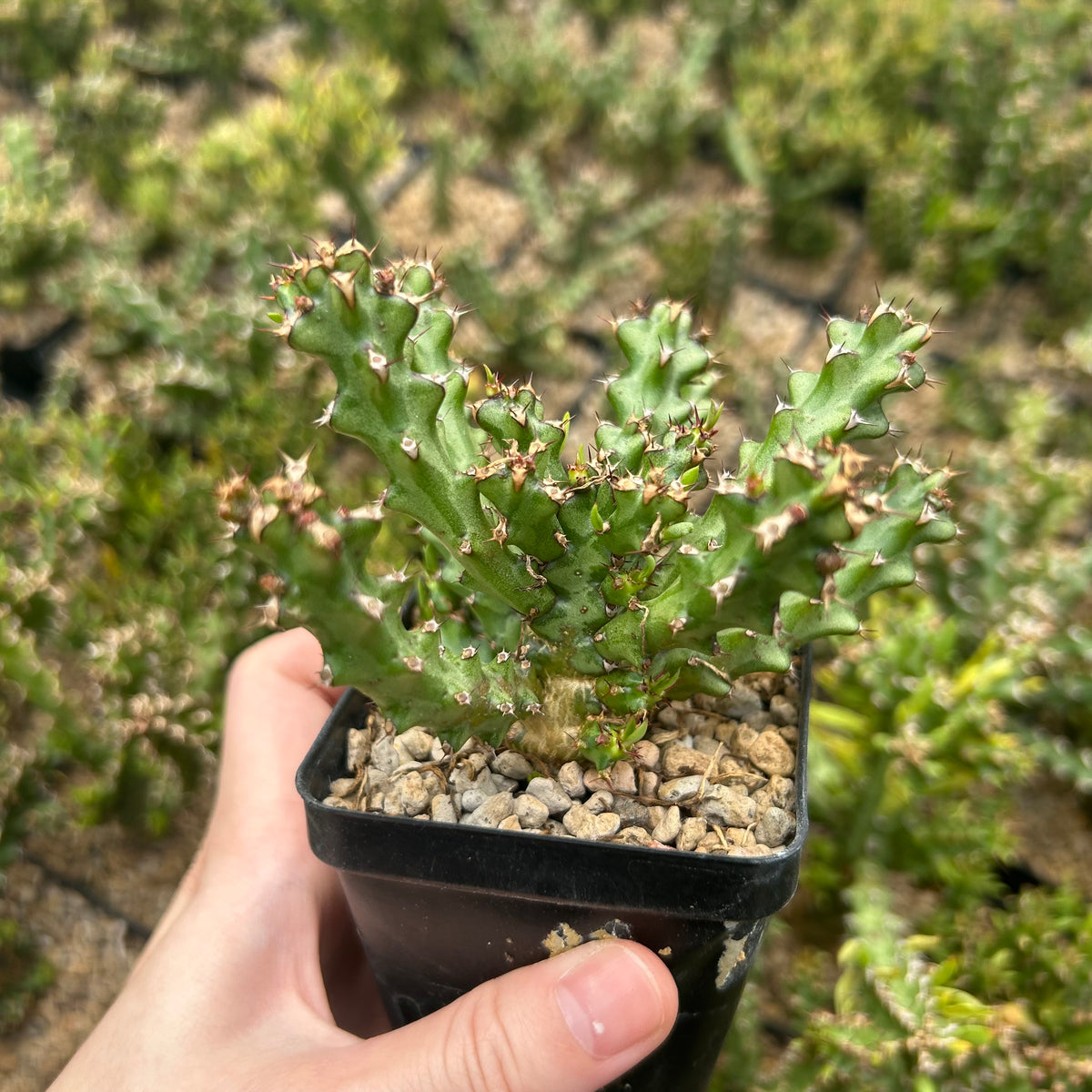Euphorbia richardsiae-Euphorbia-H4-6cm-image-2