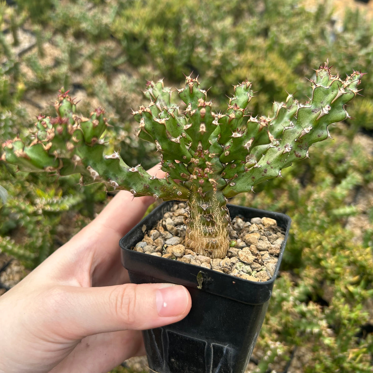 Euphorbia richardsiae-Euphorbia-H4-6cm-image-3