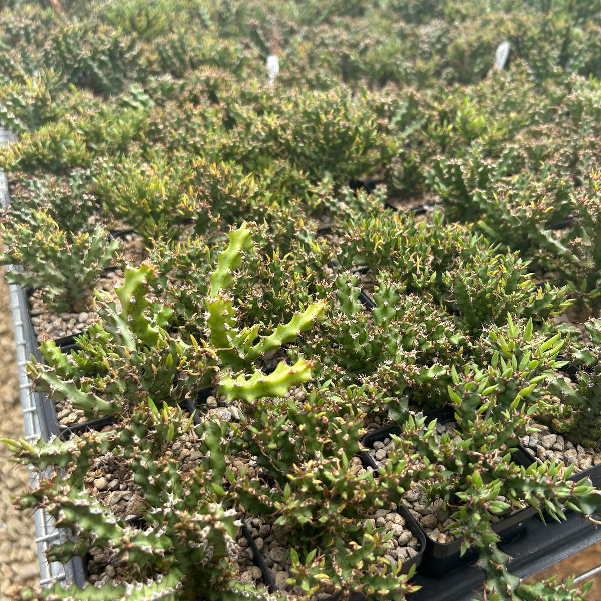Euphorbia richardsiae-Euphorbia-H4-6cm-image-5