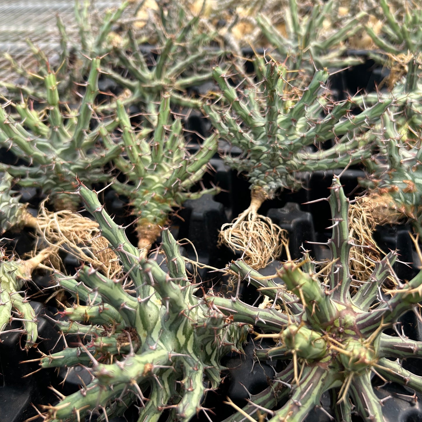 Euphorbia schizacantha| Seed-grown | W9-10cm