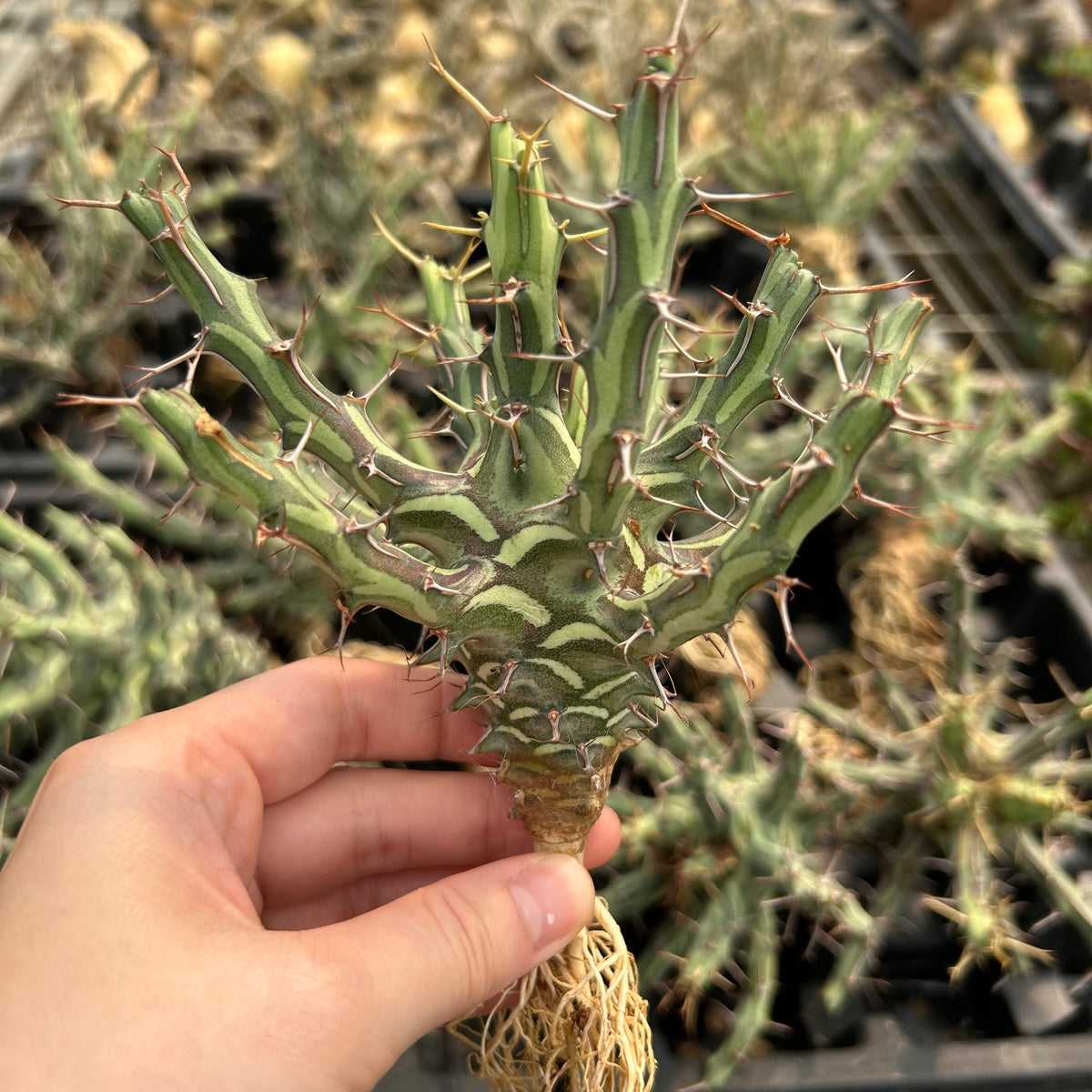 Euphorbia schizacantha-Euphorbia-W9-10cm-image-2