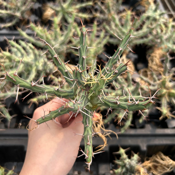 Euphorbia schizacantha - BotanicalCollector
