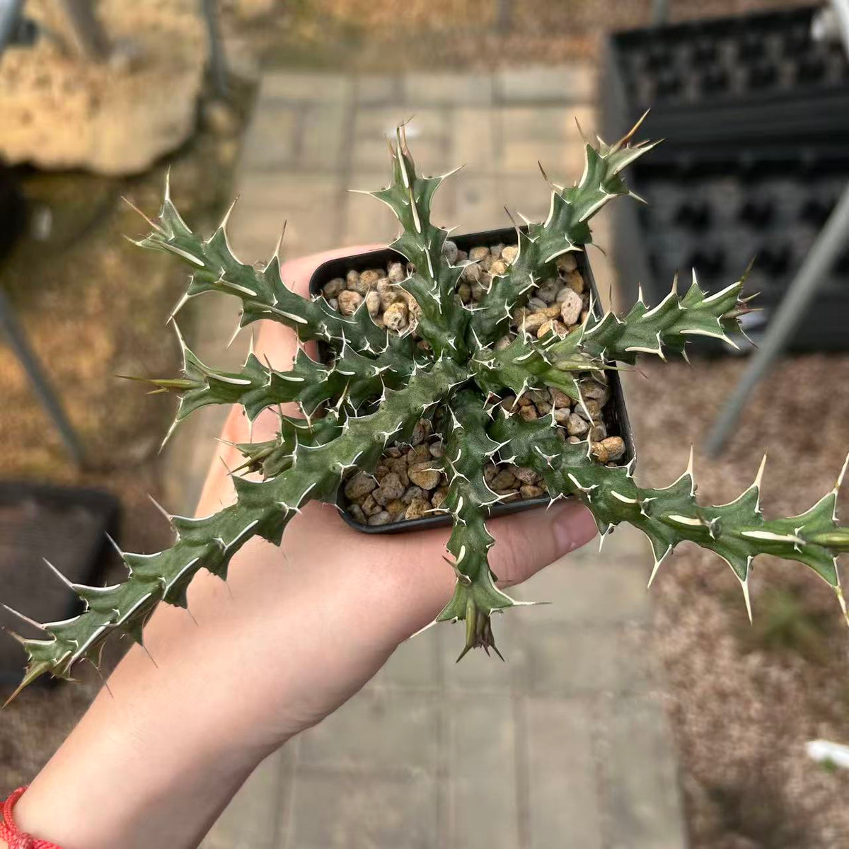Euphorbia sp. nov. aff. Uhligiana-Euphorbia-W8-10cm-image-2