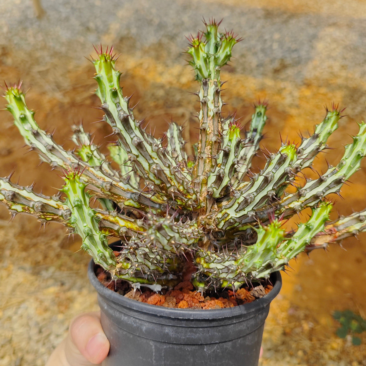 Euphorbia sp. nov. ‘Montepuez’-Euphorbia-W8cm&W15cm-image-10