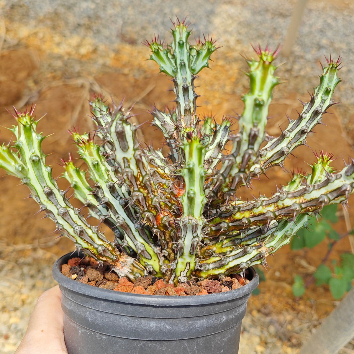 Euphorbia sp. nov. ‘Montepuez’-Euphorbia-W8cm&W15cm-image-11