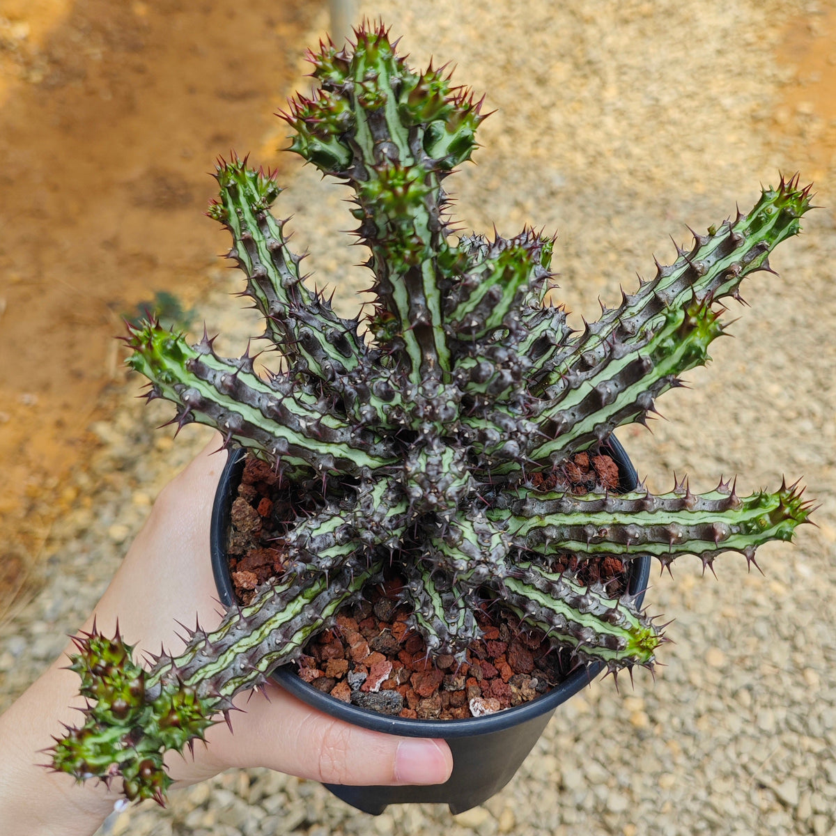 Euphorbia sp. nov. ‘Montepuez’-Euphorbia-W8cm&W15cm-image-12