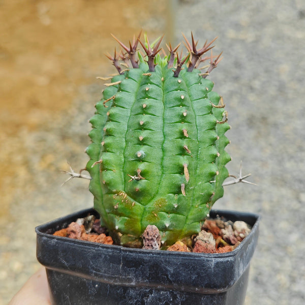 Euphorbia stellaespina - BotanicalCollector