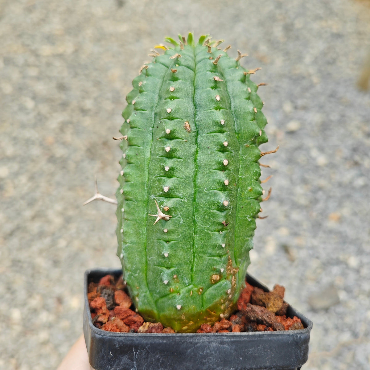 Euphorbia stellaespina-Euphorbia-H4-6cm-image-2