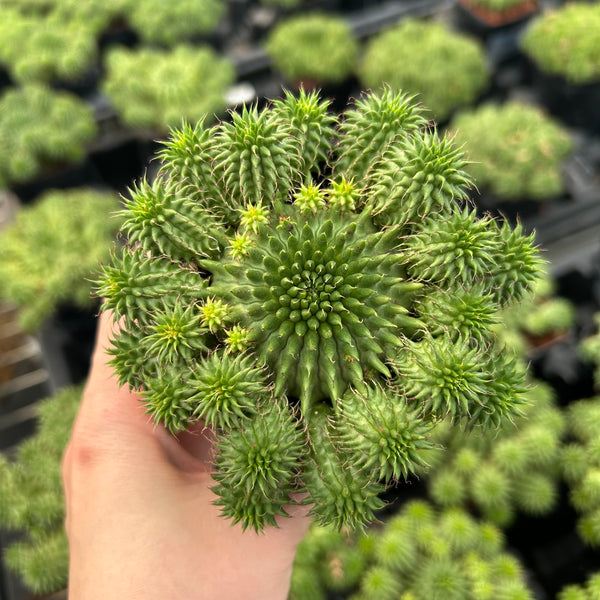 Euphorbia susannae - BotanicalCollector
