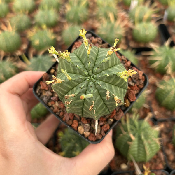 Euphorbia valida - BotanicalCollector