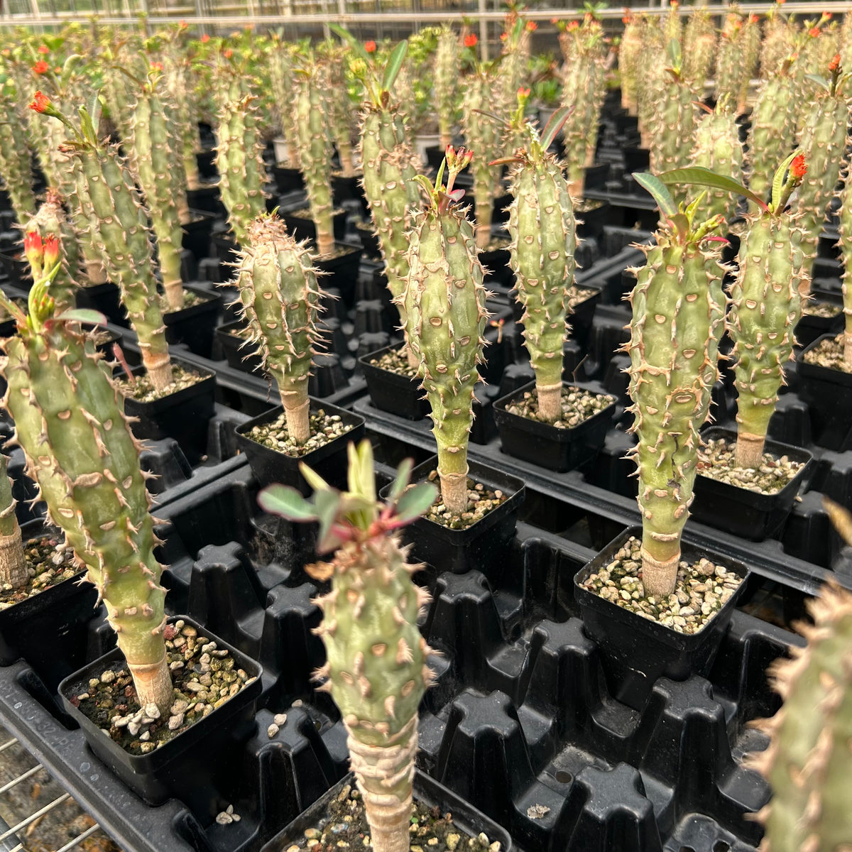 Euphorbia viguieri-Euphorbia-H10cm&H20CM-image-5
