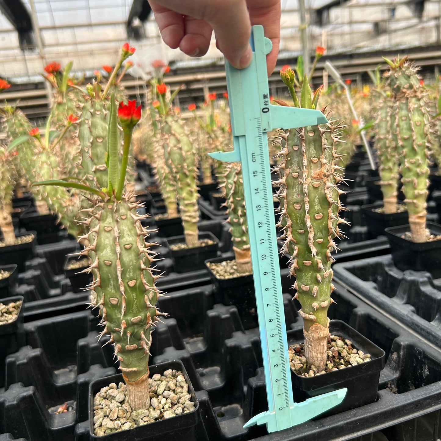 Euphorbia viguieri | Seed-grown | H20cm