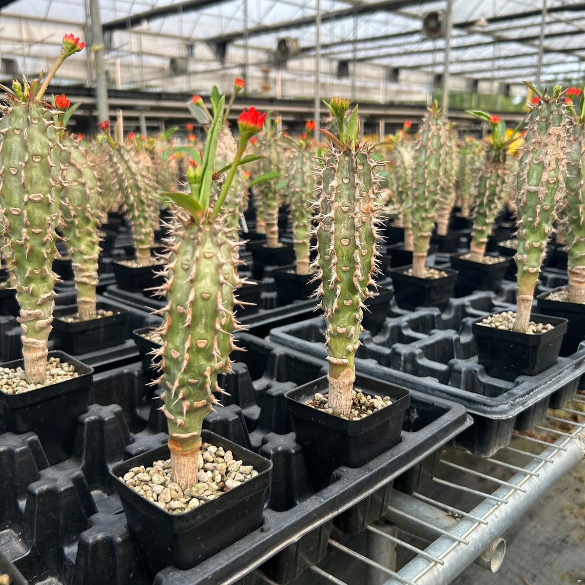 Euphorbia viguieri-Euphorbia-H10cm&H20CM-image-13