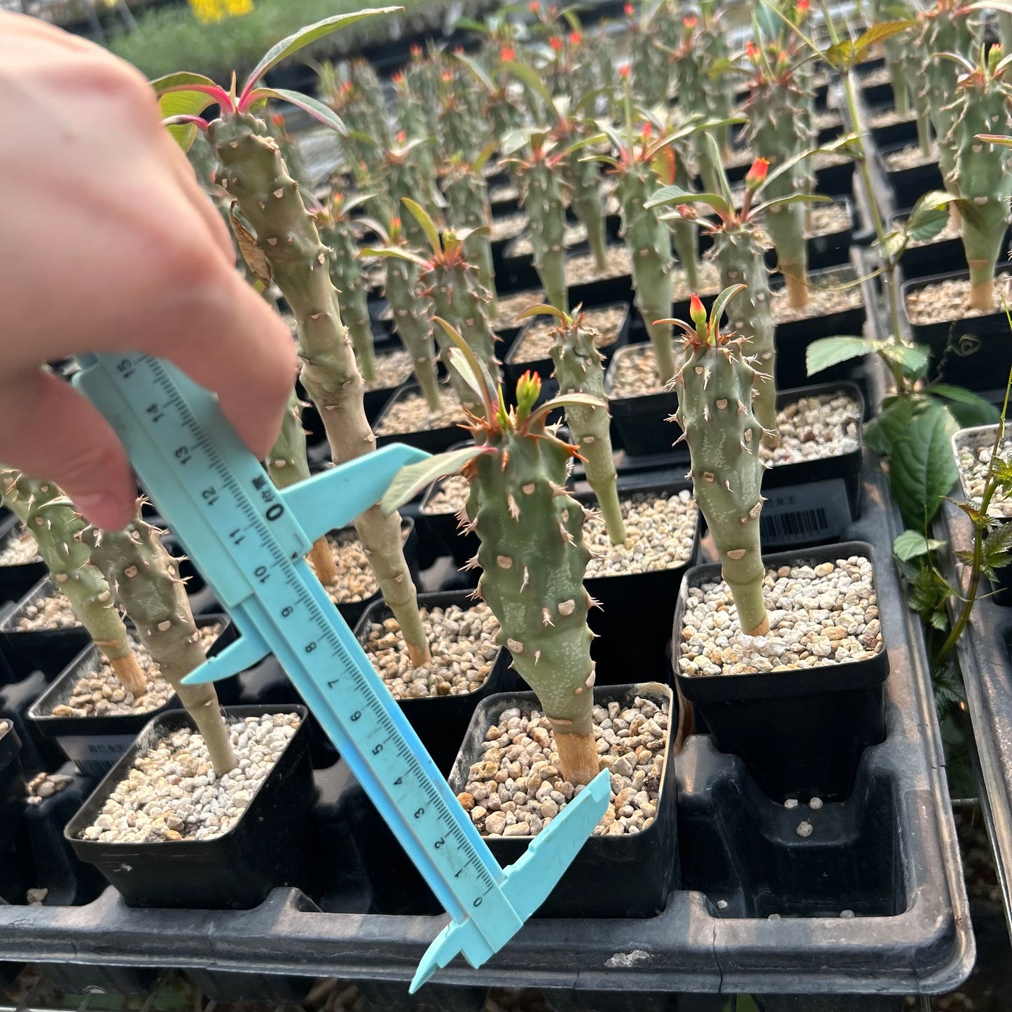 Euphorbia viguieri / Euphorbia bergeri | Seed-grown | H10cm