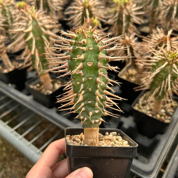 Euphorbia viguieri var. capuroniana - BotanicalCollector