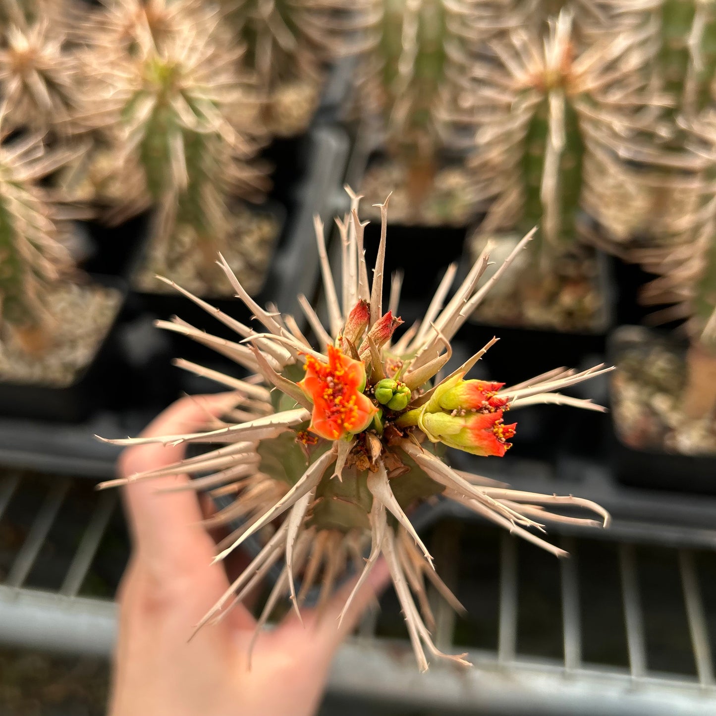 Euphorbia viguieri var. capuroniana| Seed-grown | H10CM