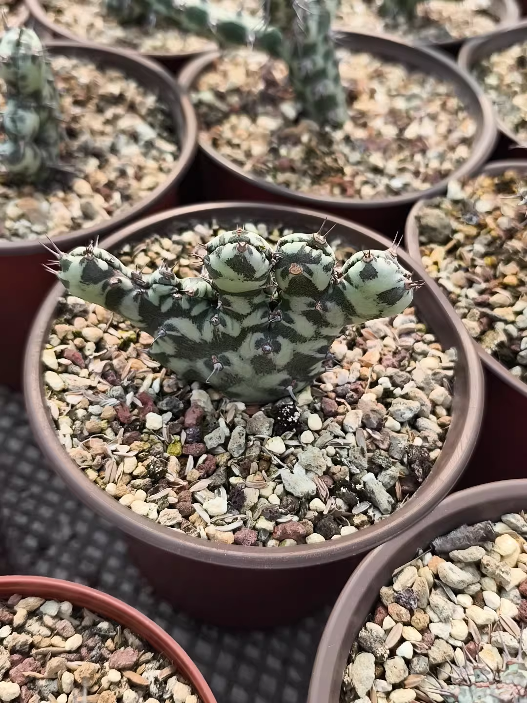 (Fasciated) Euphorbia horwoodii | Rooted Cutting | W4-6CM