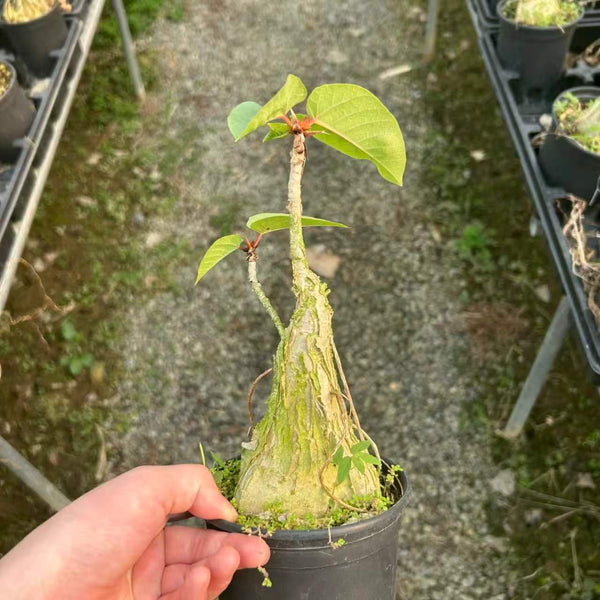 Ficus palmeri - BotanicalCollector