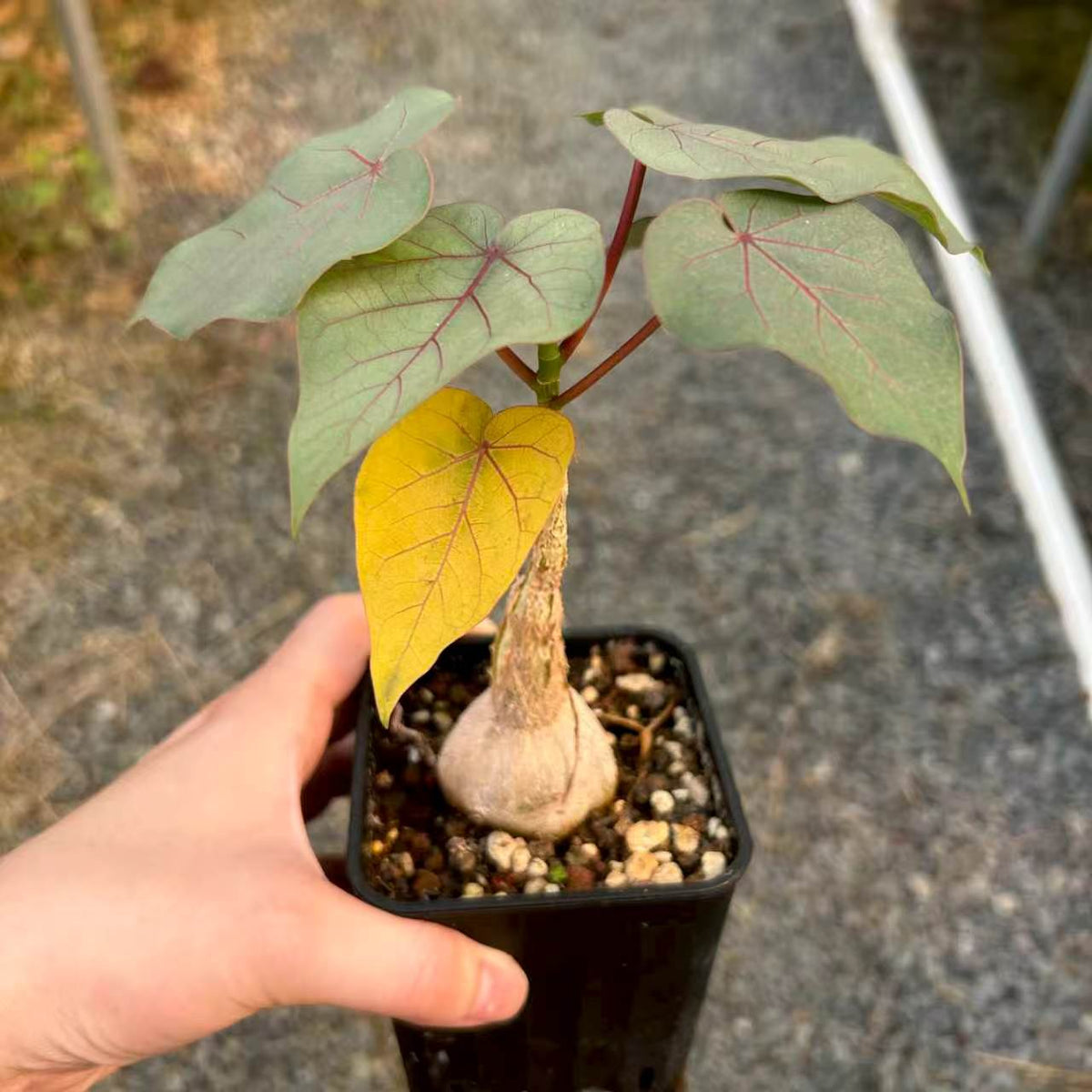 Ficus petiolaris-Ficus-H5cm-image-4