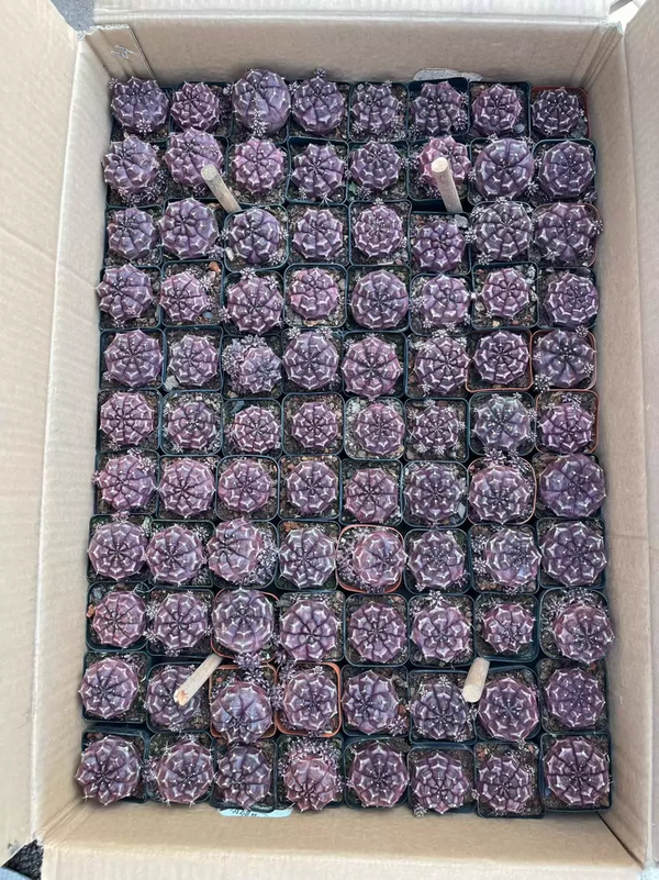 Gymnocalycium mihanovichii 'Day Dream' 10Pcs