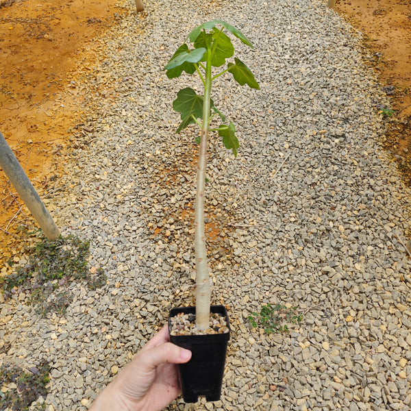 Jatropha conzattii - BotanicalCollector