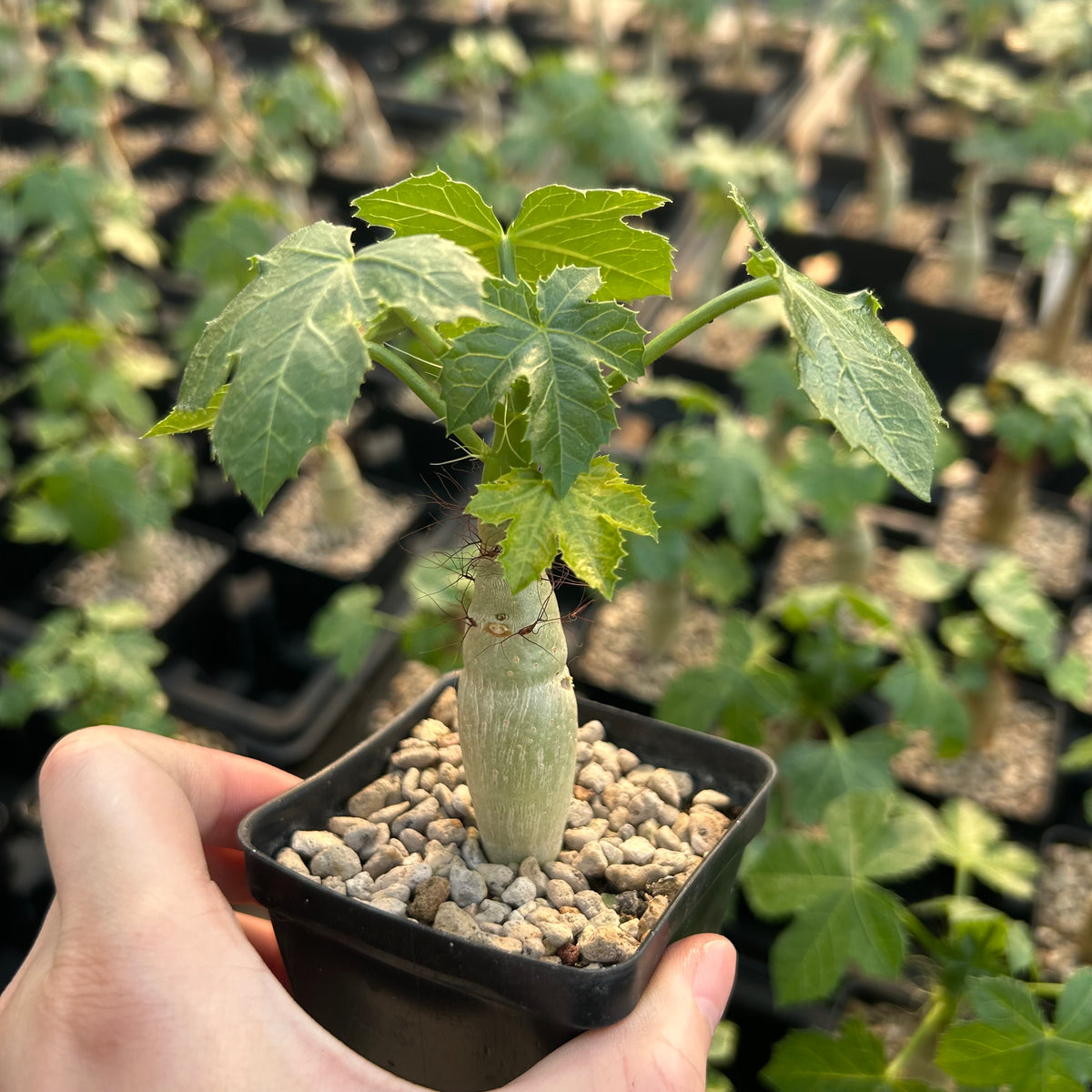 Jatropha spicata-Jatropha-Caudex1cm-image-1