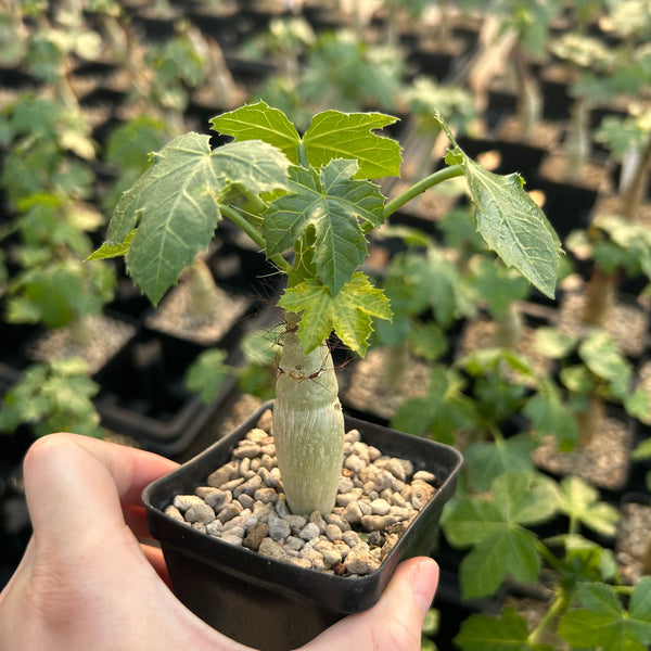Jatropha spicata - BotanicalCollector