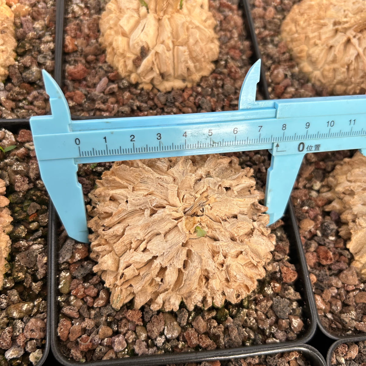 Matelea cyclophylla-Matelea-W6-7cm-image-5