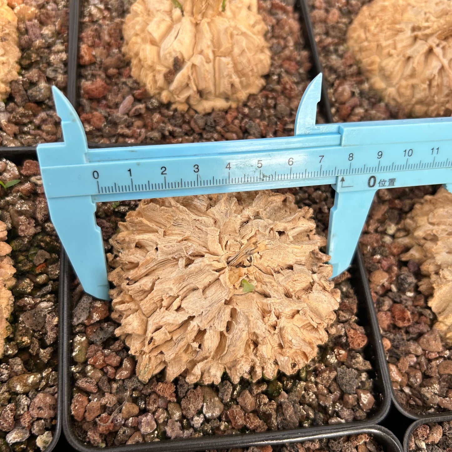 Matelea cyclophylla | Seed-grown | W6-7cm