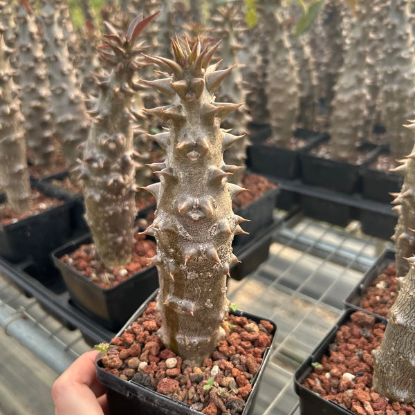 Pachypodium baronii - BotanicalCollector