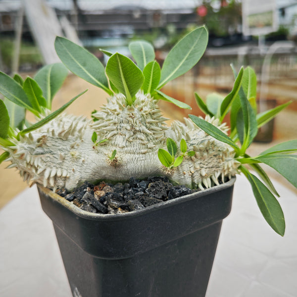 Pachypodium brevicaule 14 - BotanicalCollector