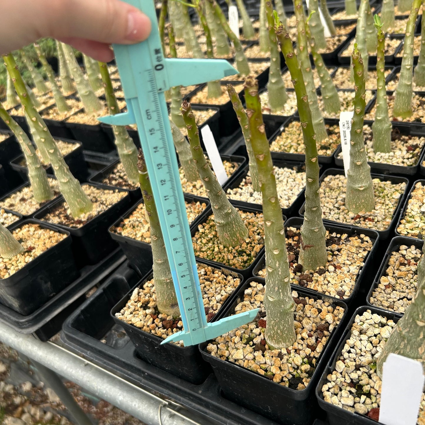 Pachypodium decaryi | Seed-grown | H15-20CM