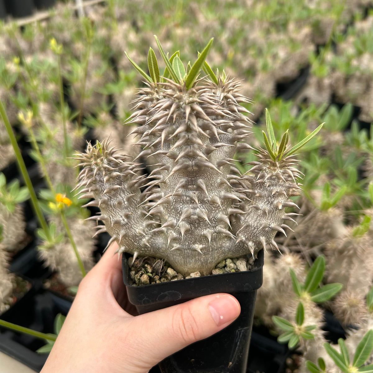 Pachypodium densiflorum-Pachypodium-H4-10cm-image-3