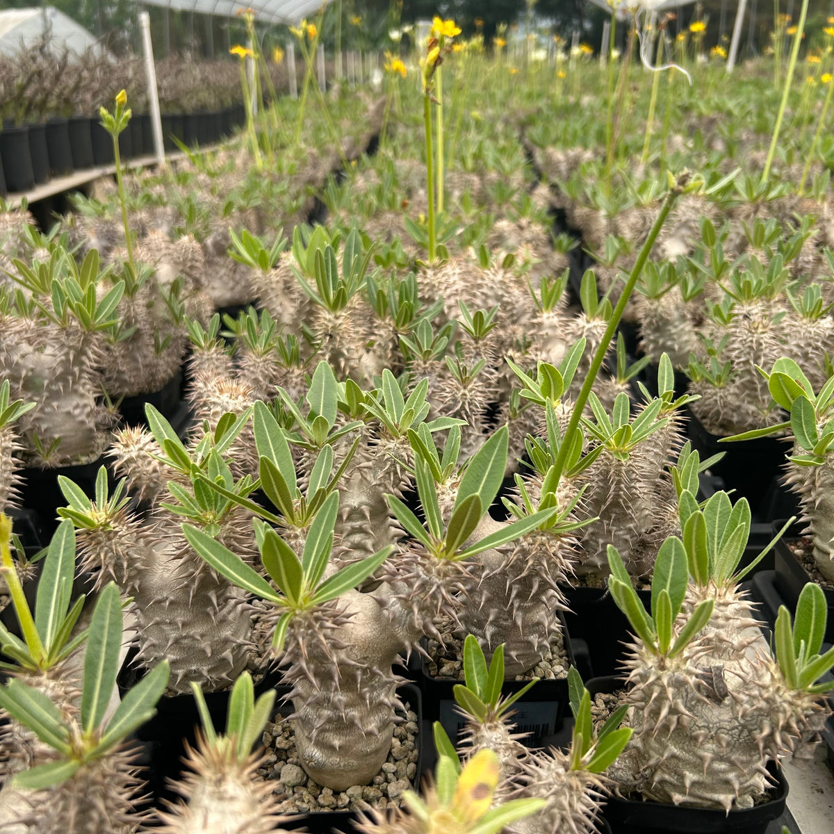 Pachypodium densiflorum-Pachypodium-H4-10cm-image-6