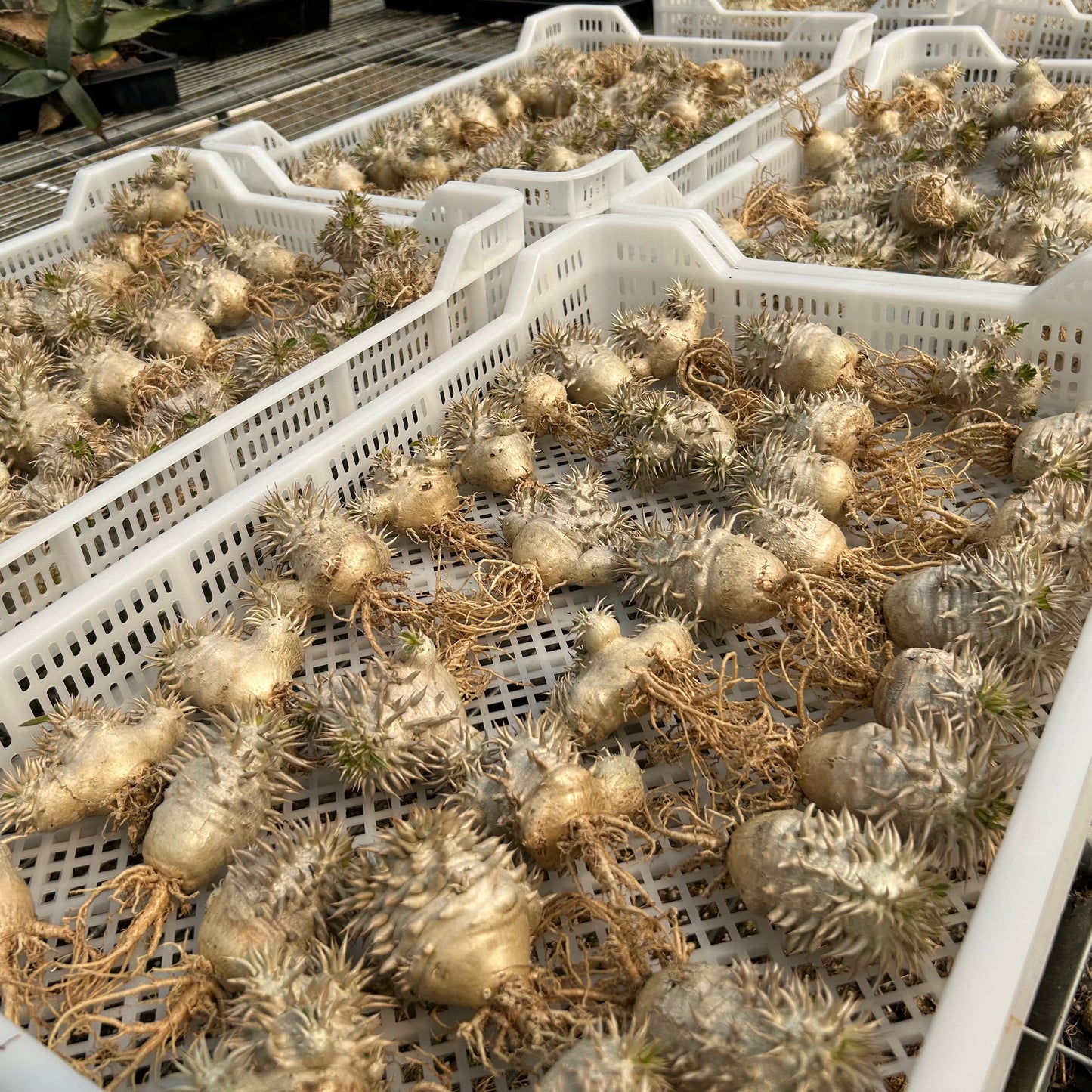 Pachypodium eburneum | Seed-grown | H4-6CM