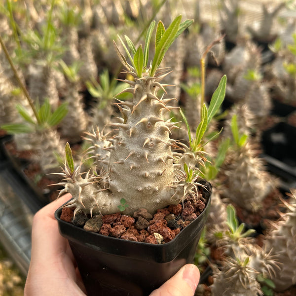 Pachypodium rosulatum subs. makayense - BotanicalCollector