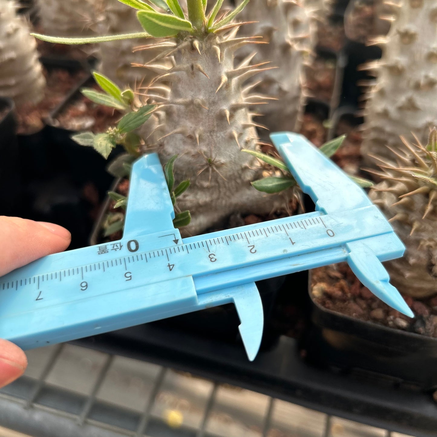 Pachypodium rosulatum subs. makayense | Seed-grown | H4-6cm