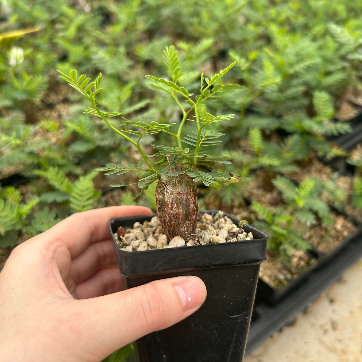 Senna meridionalis-Senna-H4-6cm&W8-10cm-image-4