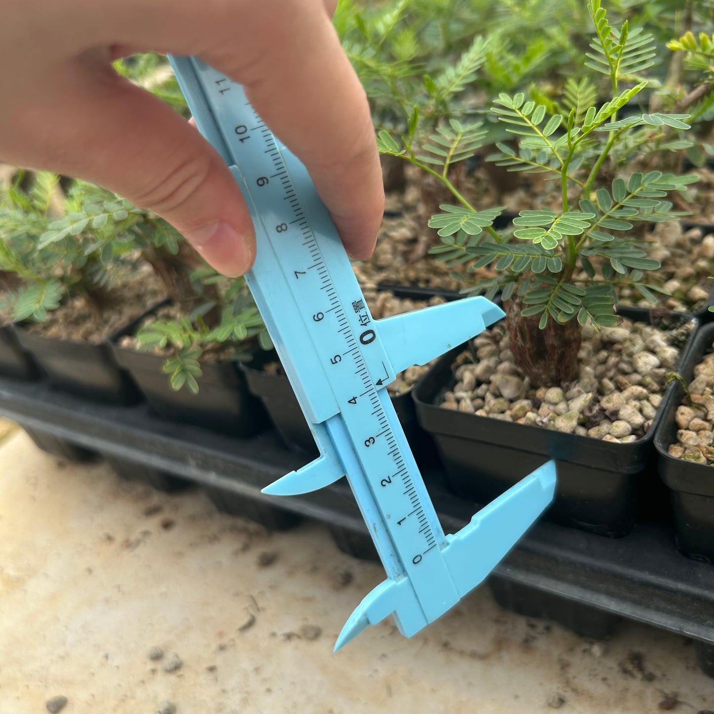 Senna meridionalis | Seed-grown | H3-5CM