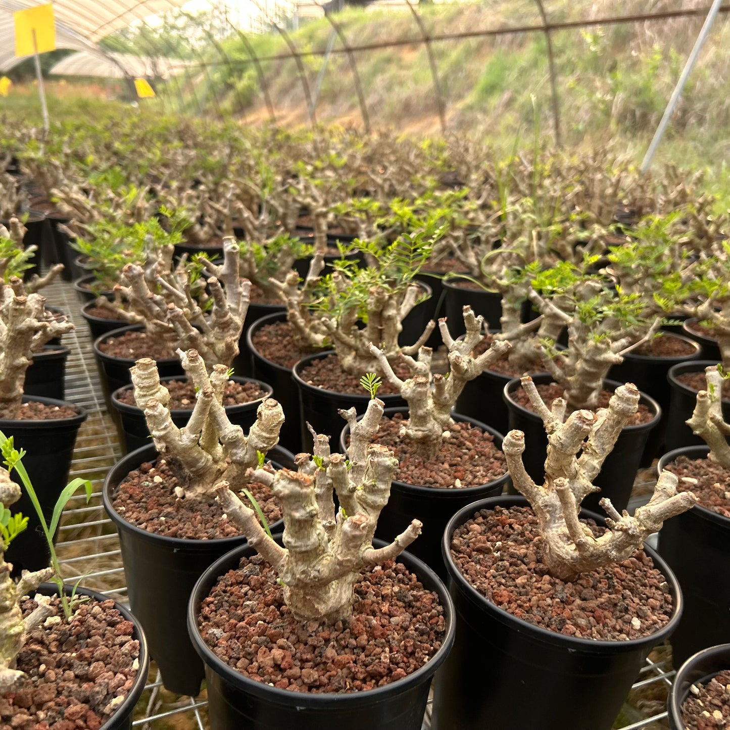 Senna meridionalis | Seed-grown | W8-10CM