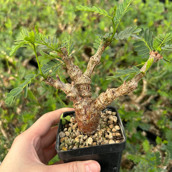 Senna meridionalis - BotanicalCollector