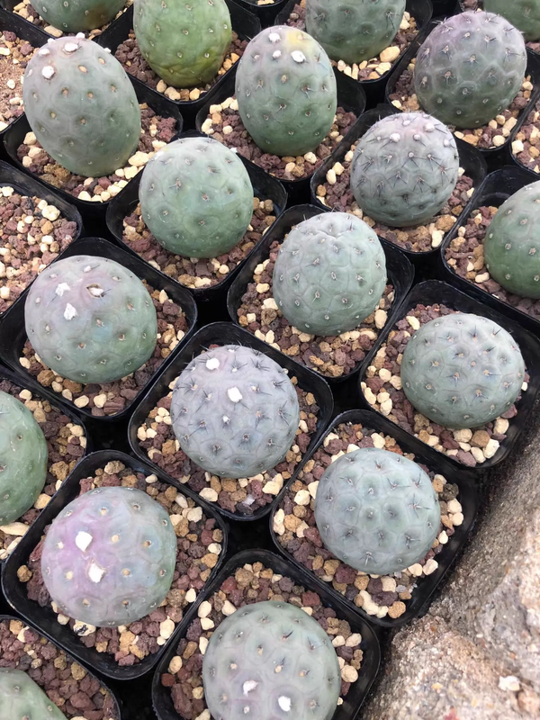 Tephrocactus geometricus 50Pcs