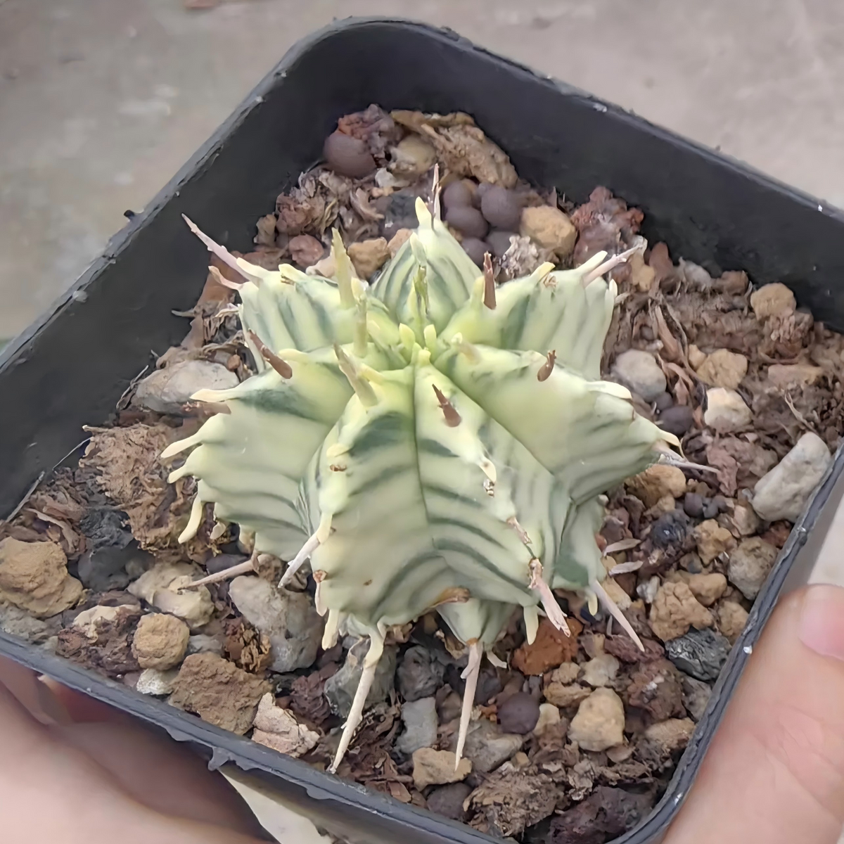 Euphorbia pulvinata 'Variegata' |Euphorbia meloformis 'Variegata'-Euphorbia-W4cm&W7.5cm-image-3