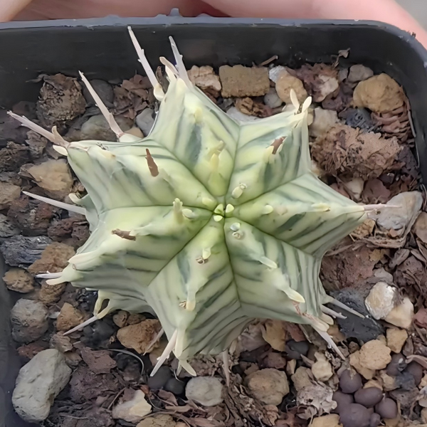 Euphorbia meloformis 'Variegata'/ Euphorbia pulvinata 'Variegata' - BotanicalCollector