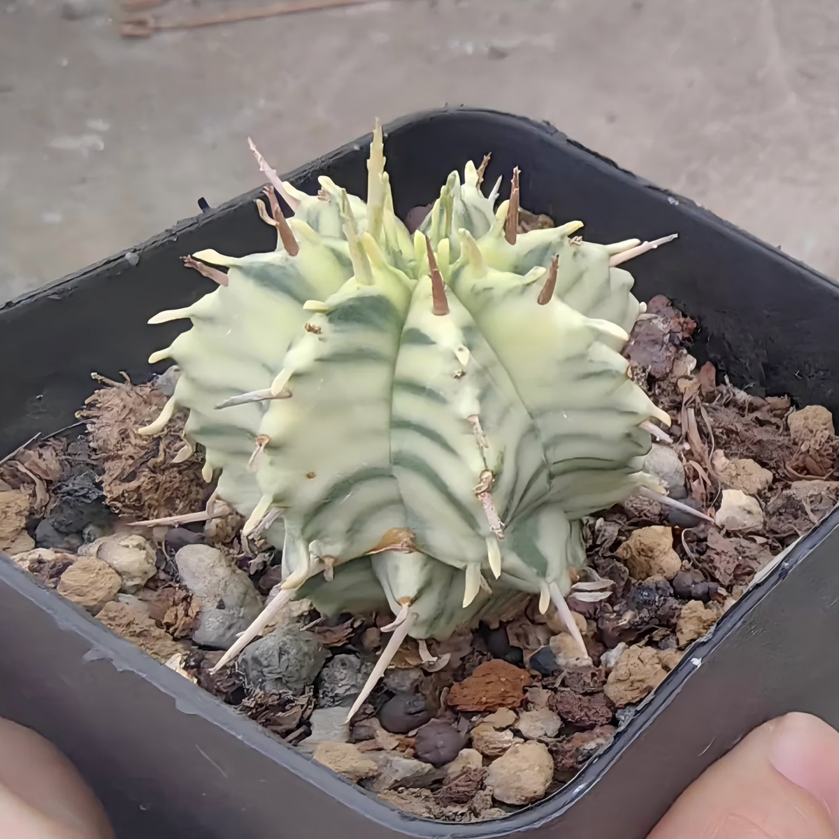 Euphorbia pulvinata 'Variegata' |Euphorbia meloformis 'Variegata'-Euphorbia-W4cm&W7.5cm-image-2